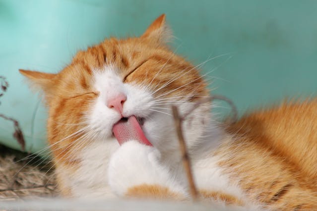 pexels-pixabay-57416 cat licking their paw